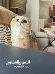  1 سكوتش فولد - Scottish fold