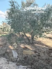  3 ارض للبيع في زبوبا طريق المطلة
