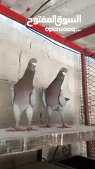  13 جواز حمام للبيع