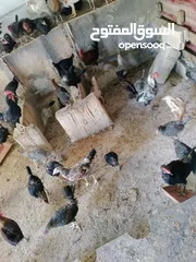  6 العمر من ثلاثه أشهر ولغايه سته أشهر