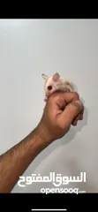  2 Suger glider albino شوقر قلايدر الباينو