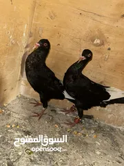  1 جوز قراقطه وجوز ملحيات سود