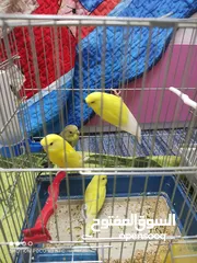  7 طيور حب العدد( 6 )2منهم ذكر وأنثى واربع عصافير حب مع اقفاصهم ب 25