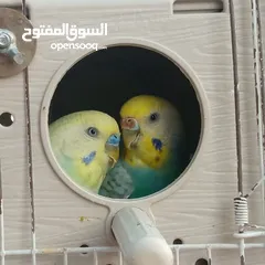  1 زوج رينبو ما شاء الله