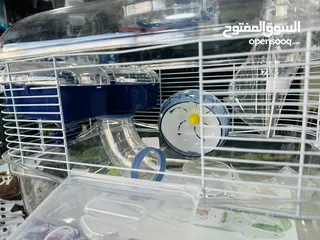  6 هامستر واقفاص الهامستر