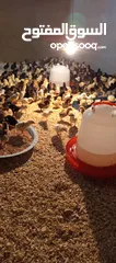  6 موجود صوص بلدي