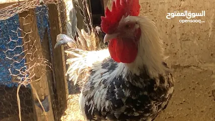  2 ديك للبيع 2