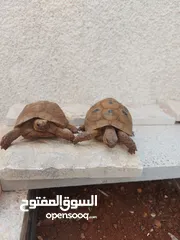  3 ثلاث سلاحف للبيع