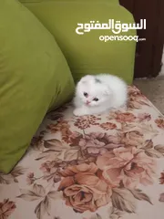  6 قطط سكوتش فولد للبيع