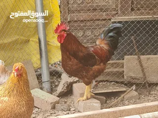  5 ديكة فرنسيه بيور