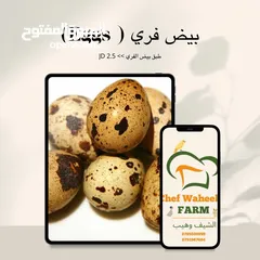  2 طائر السمان الفري او السلوى