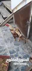  1 دجاج للبيع .
