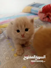  6 قطط للبيع شيرازيه