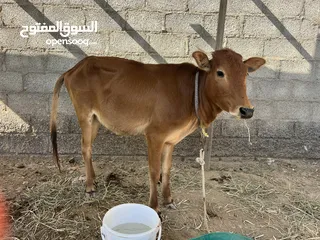  2 عجلة عمانية البيع