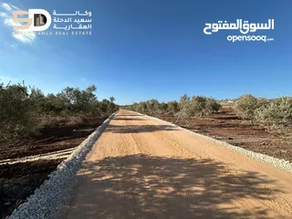  9 نمر_أراضي_زيتون  مثمرة ومعمّرة في أرقى مواقع دير غزالة  جنين