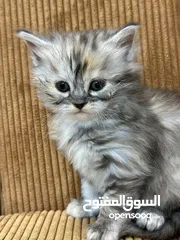  16 5 قطط هملايا للبيع – نابلس
