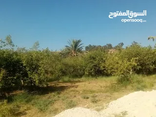  19 ارض للبيع في الحمه الاردنيه مزروع جوافه وكل انواع الحمضيات بثلاثه قواشين مستقلات ومتلاصقات لمالك واح
