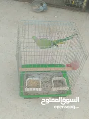  9 ببغاء دره هندي