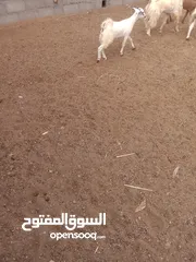  2 غنم للبيع....