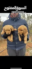  2 Pure Golden retriever puppy 2 months