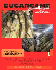  4 sugarcane///// سکر////قصب السکر سعر واحد طن  sugarcan with high quality is availble.