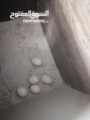  2 جوز ببغاء كوكتيل شغال مية مية