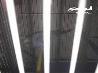  2 ثلاث عصافير بادجي (حب) للبيع