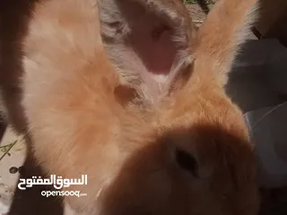  13 ارانب للبيع ثلاثه ذكرين وانثى الماني