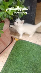  1 للبيع قطه ميكس (kitten) كما في الصور  بصحه ممتازه ماخده المطاعيم متعوده على دراية فوود واللتر بوكس.