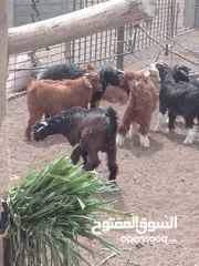  2 حلال للبيع تيوس وكبش