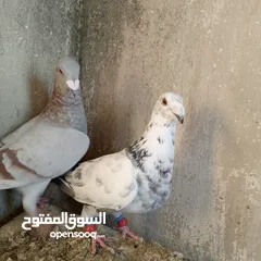  8 جواز حمام للبيع