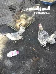  2 ديك وجاجه شبرايت للبيع الزرقاء حي شاكر