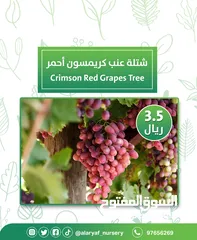  4 شتلات وأشجار العنب النادرة من مشتل الأرياف أسعار منافسة الأفضل في السوق   انگور  Grapes
