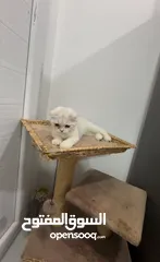  3 Beautiful Cat for Sale – Healthy & Friendly ( urgent sale i am leaving)