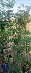  2 مشاتل السهل الاخضر الزراعيه تنسيق حدائق ومزارع