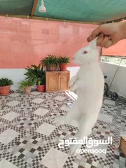  8 أرانب ذكور للبيع