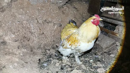  8 ديوك براهما بيور