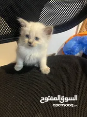  5 Persian short hair kitten