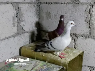  4 جواز حمام شغلات ميه بل ميه