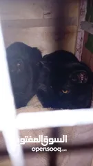  4 قطط تؤام اليفات اللون اسود