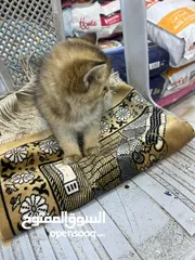  18 مفاجأة سارة عرض خاص جدا جدا على سكوتش ستريت ny12 طفرة نادرة لعبة تبارك الرحمن