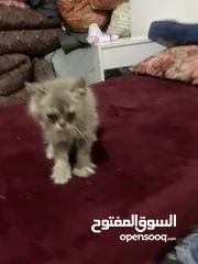  3 قطه همالايا