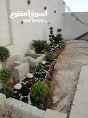  12 بعد إذن الإدارة  متوفر لدينا شجر زنزلخت الشماسي إيطالي أنثى ارتفاع من 180 سم إلى 250 سم سعر الشجره 6