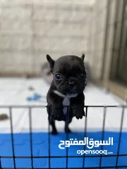  2 French Bulldog