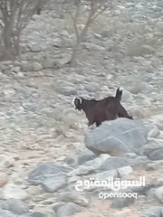  2 حلال جبال الحجر العربي