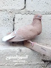  8 كوم حمام حوالي من 35 إلى 40 طير  للبيع