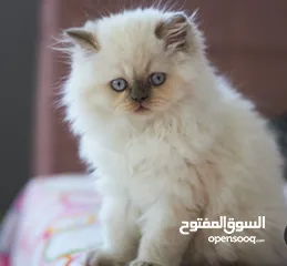  2 قطة هملايا صغيره للبيع