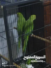  7 2 درة واحد اليف ولتاني غير الايف للبدل تابع وصف