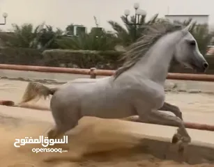  1 حصان بولش شيخ