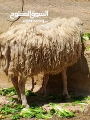  3 فحل خاروف عساف